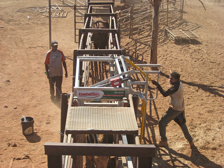Yuendumu-and-Mt-Allan-Muster.jpg